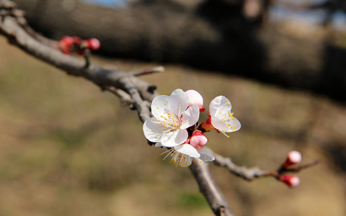 算命桃花运测试免费_桃花测算_免费算桃花运测试