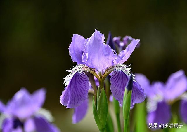 十字东征军是什么意思_十字东征军第一次谁发动的_十字军东征格挡