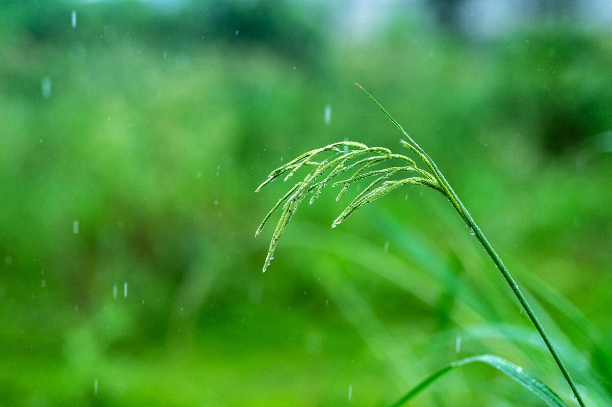 五棵松卓展企鹅餐厅：美食与企鹅的奇妙邂逅，带你感受南极气息