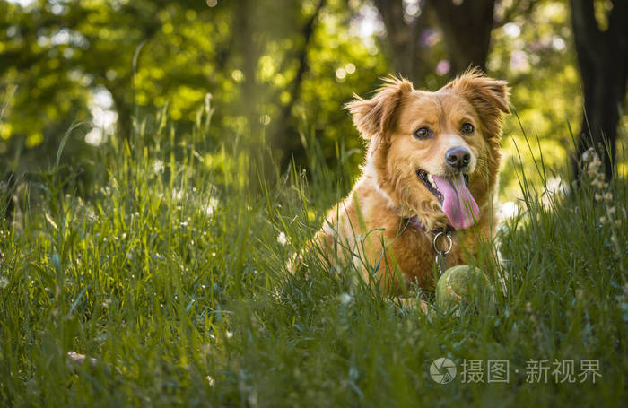 喘狗被撞粗气到后就死了_狗被车撞后呼吸急促_狗被撞到后喘粗气