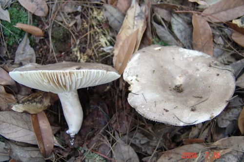 黑蘑菇,营养丰富的美味佳肴
