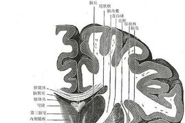 大脑子宫游戏,什么是大脑子宫游戏