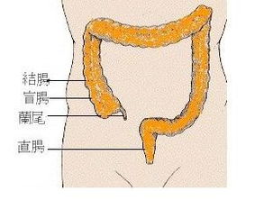 阑尾小游戏,趣味学习阑尾知识的新方式