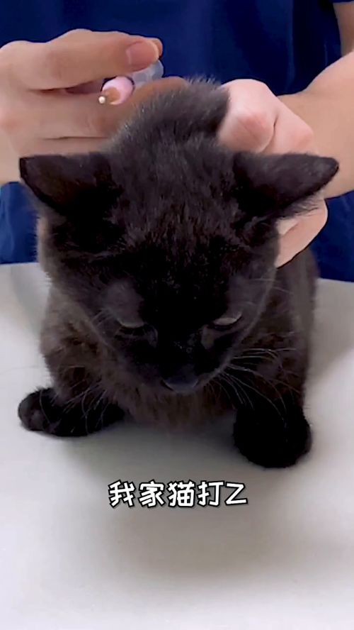 猫打针游戏,科普宠物医疗知识