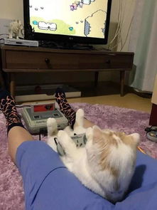 大大猫游戏,大大猫游戏深度解析